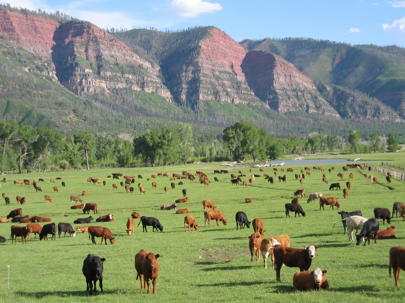 Cattle grazing at James Ranch with red cliff backdrop